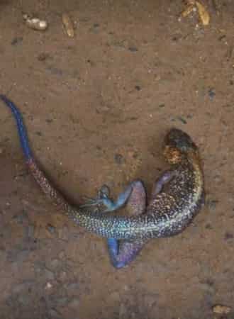 Nigerian Woman Allegedly gives birth to a Lizard after 2 years pregnancy (Photos)